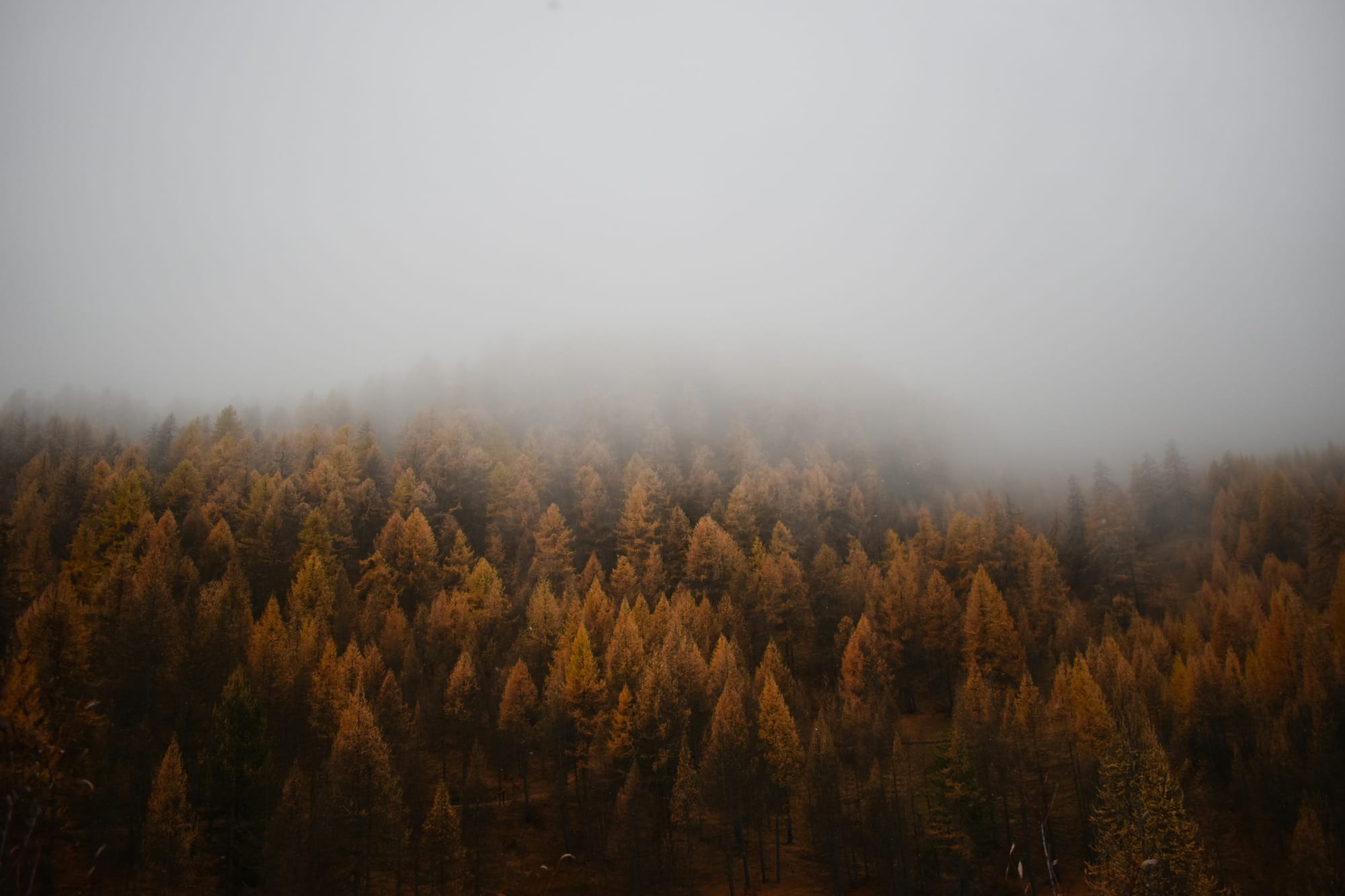 The Feel–Understand–Nurture Approach to Emotional Processing