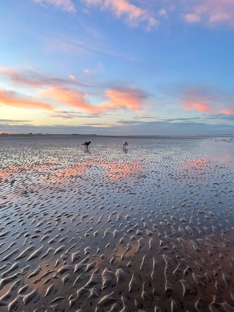 dogs running on beach